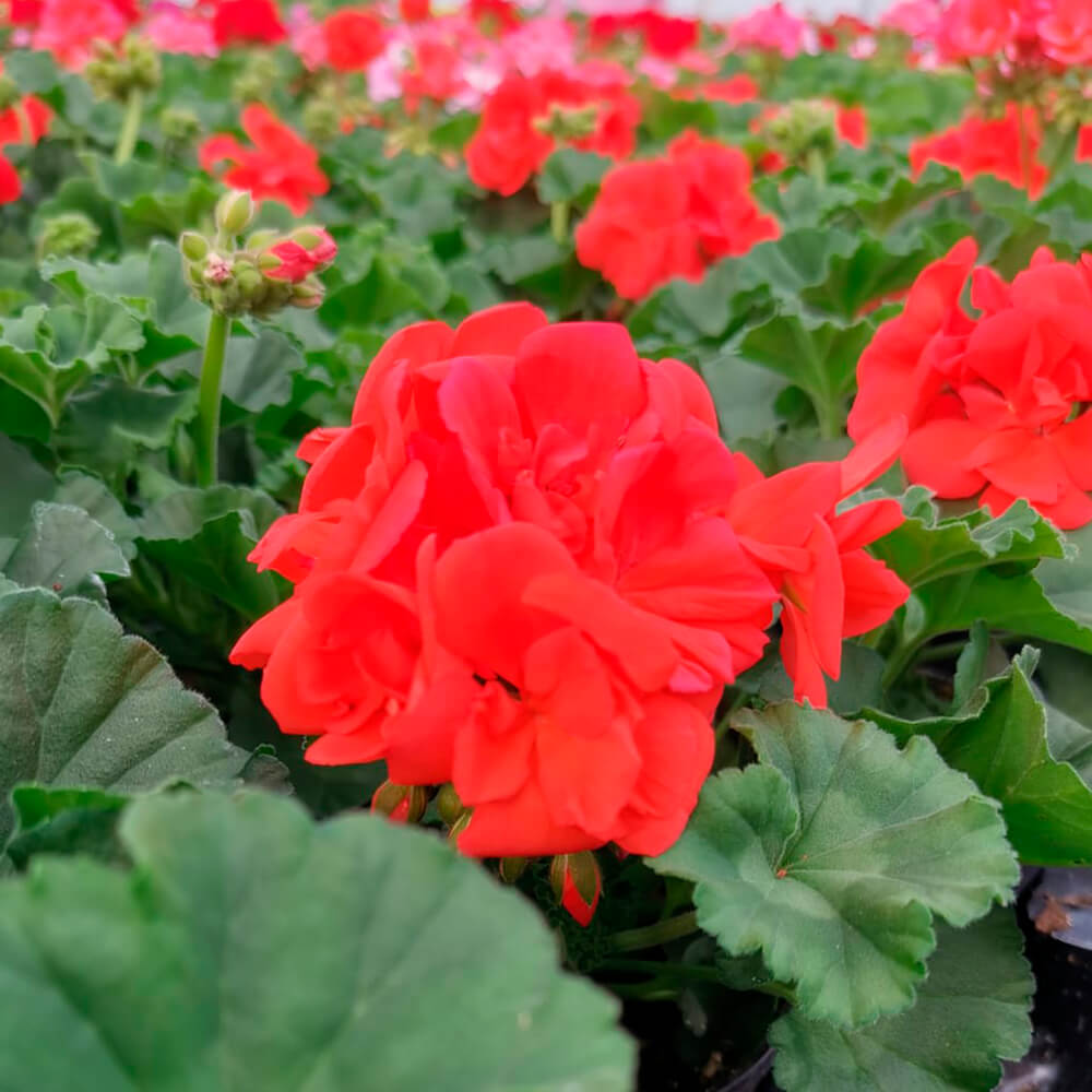 Pelargonija stajaća – 5